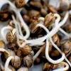 Pelar o germinar cambia el perfil nutricional del cáñamo