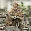 Perla Negra - Exclusive Seeds Bank