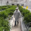Cultivo Canarias