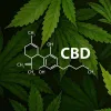 El CBD puede aumentar la exposición al THC