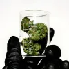California amplía retiradas de cannabis por irregularidades con pesticidas