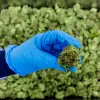 Portugal defiende sus controles y anuncia menos demoras para exportar cannabis