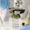 Canadá detalla cómo validar los análisis de cannabis