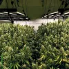 El precio de cultivar en interior: técnicas para reducir el coste energético del ‘indoor’ 