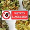 Italia mantiene el veto al cáñamo hasta su revisión constitucional