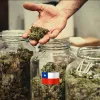 Un estudio mapea 294 clubes de cannabis en Chile