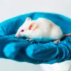 Un cannabinoide potencia respuestas defensivas en ratones