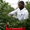 Uganda consolida su industria de cannabis medicinal