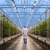 Canadá propone simplificar el seguimiento de su mercado de cannabis