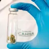 Fundación CANNA: la ciencia del cannabis medicinal al alcance de todos