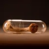 Dos ensayos fase 3 acercan la psilocibina a revisión regulatoria