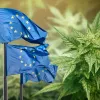 La UE avanza hacia reglas comunes para toda la planta de cáñamo