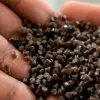 Proteína residual de cáñamo mejora bioplásticos en laboratorio