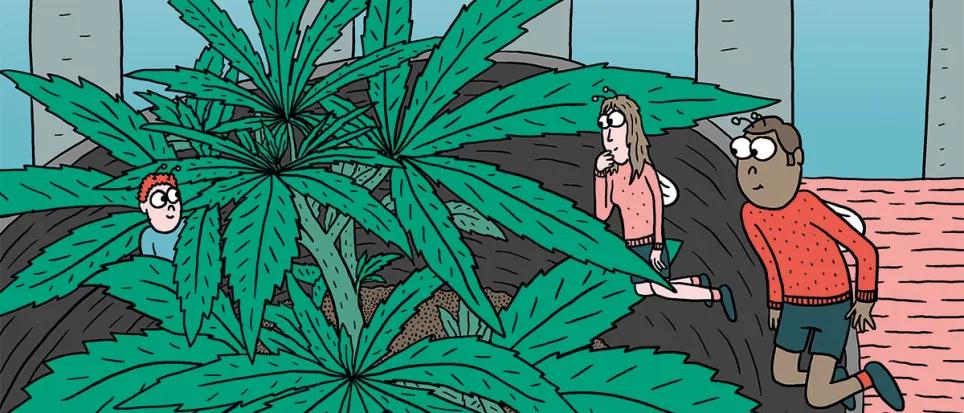 Siembra en febrero y cosecha en mayo: trucos para la maría de primavera 