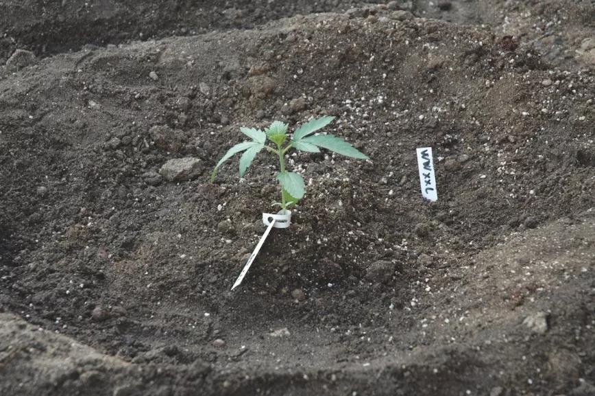 Si sembramos las plantas en el suelo mientras aún son pequeñas, deberemos protegerlas del frío y de los caracoles