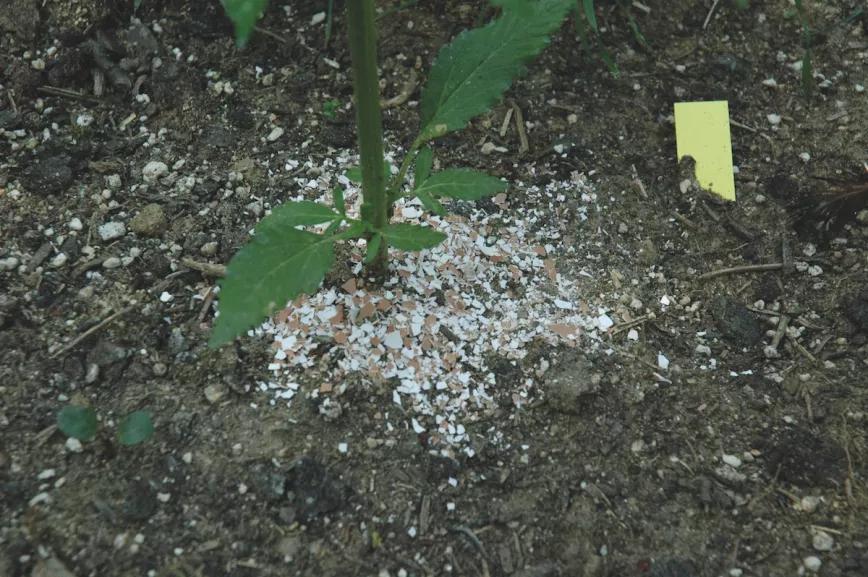 Las cáscaras de huevo trituradas y esparcidas alrededor del tronco impiden que los caracoles suban a las plantas. 