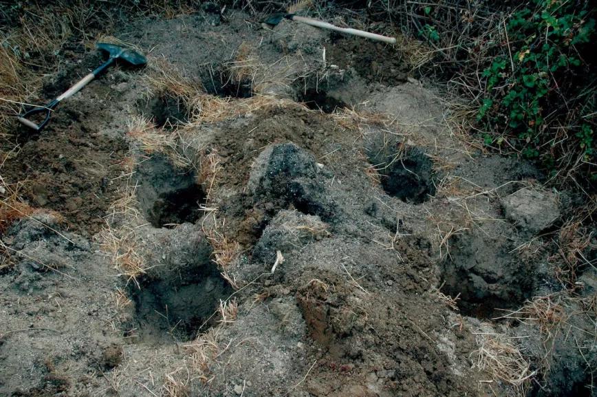 Hay que preparar los puntos de plantación cavando agujeros y rellenándolos con buena tierra