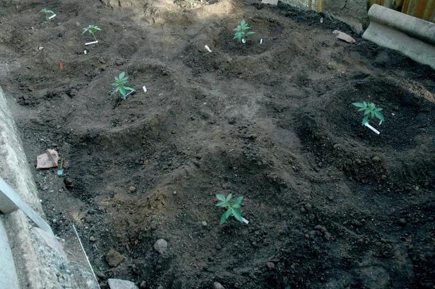 Los alcorques ayudan a que el agua de riego se filtre junto a la planta y no se desaproveche