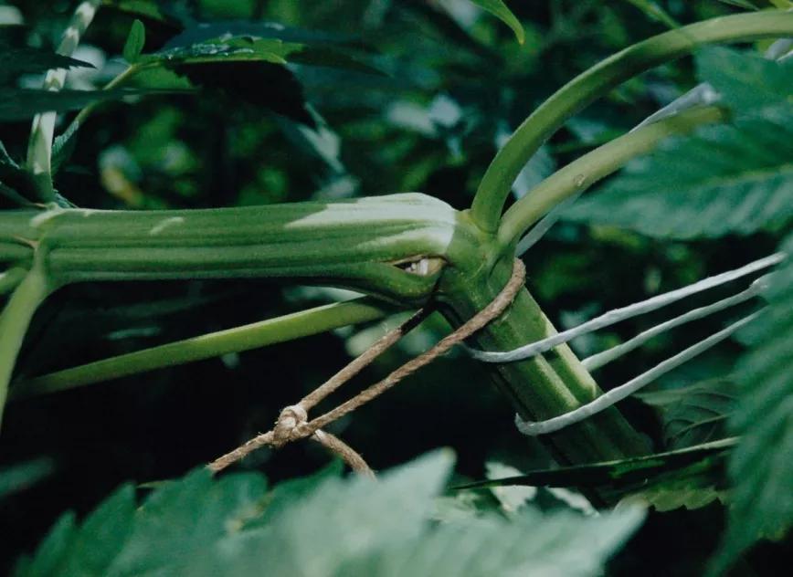 La técnica de chafar y doblar el tallo o supercropping permite controlar la altura de las plantas en floración sin podarlas