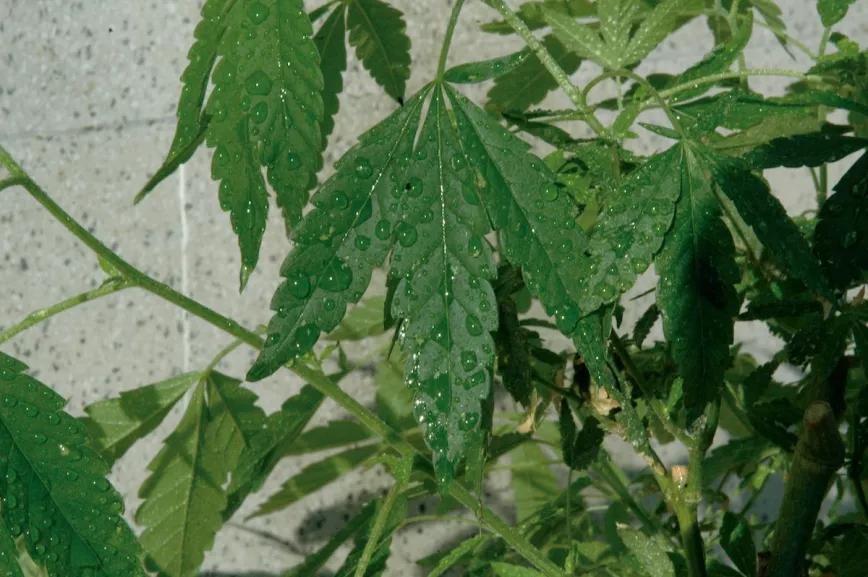 Pulveriza hasta que las plantas goteen, no pasa nada porque caiga un poco de abono a la tierra, y las raíces lo agradecerán