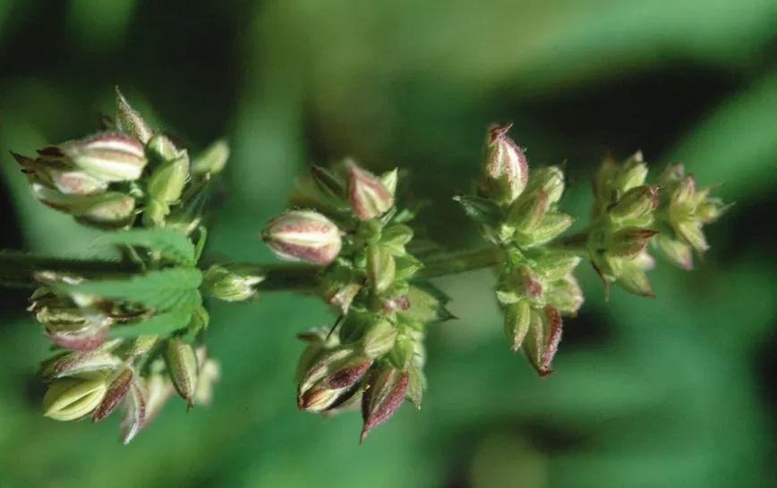 Una única rama de flores macho es suficiente para producir un centenar de semillas