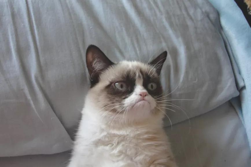 GrumpyCat, famosa mascota con millones de seguidores en las redes sociales
