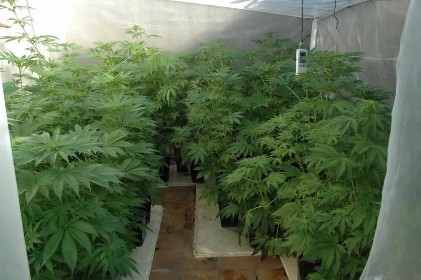 Plantación de marihuana en invernadero.
