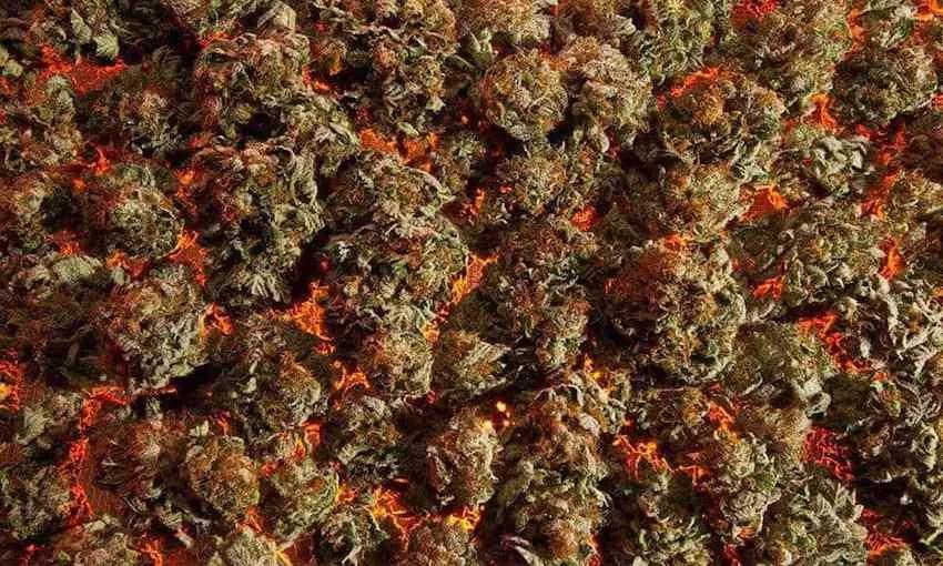 Orange Diesel Cannabis