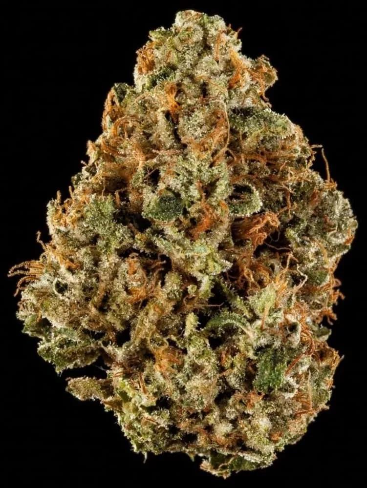 BEST INDICA FLOWER: XXX OG by Life Is Good Healing