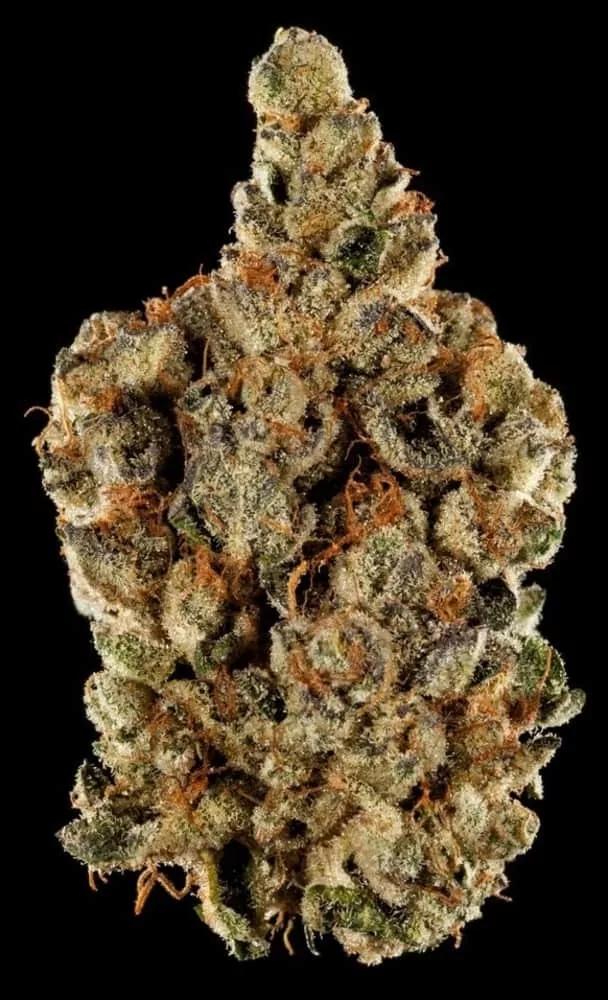 BEST HYBRID FLOWER 1st Place: Wedding Cake by New Amsterdam Naturals with Cannastar