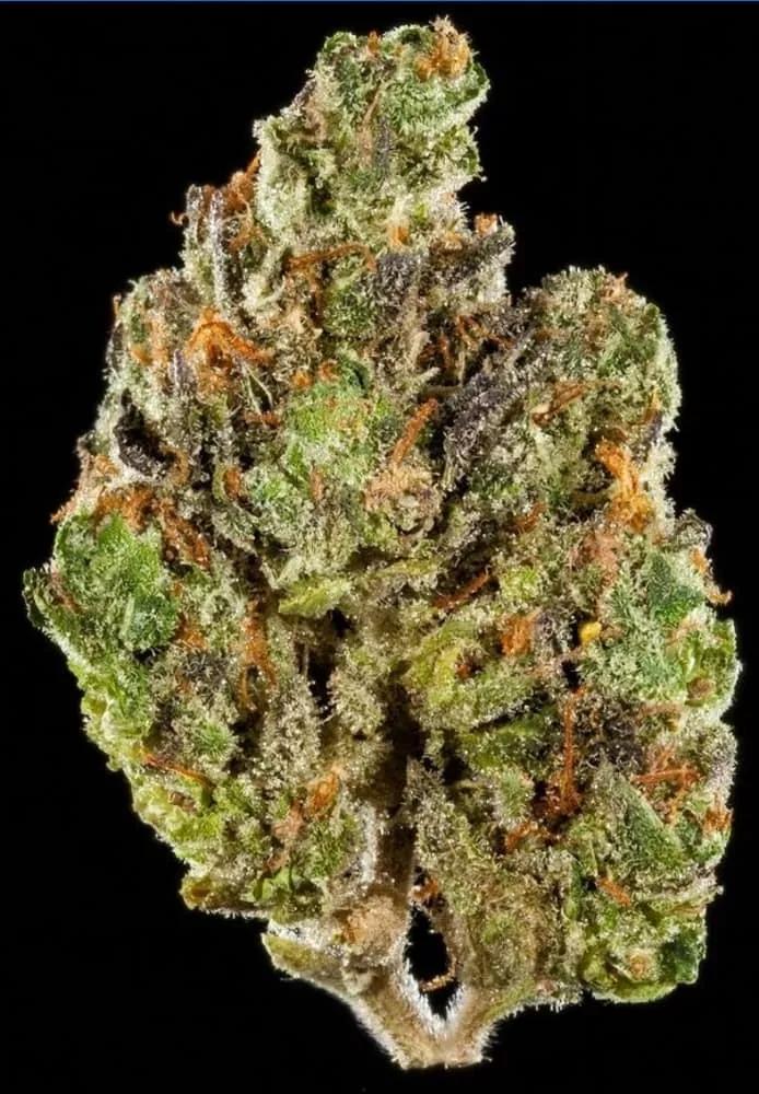 BEST SATIVA FLOWER 1st Place: Dosi-Orange #9 by Greenline Organics