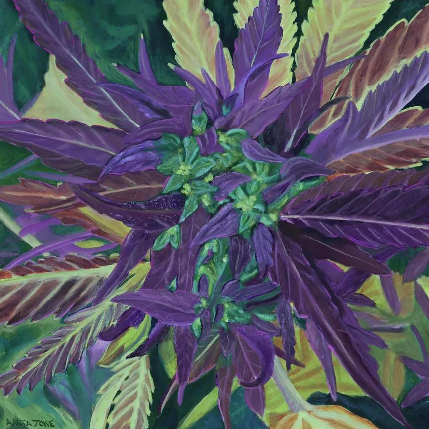 Anita Toke: Artista psicodélica y fumona de medicinal. Su trabajo es conocido por sus dibujos llenos de color sobre la planta del cannabis.