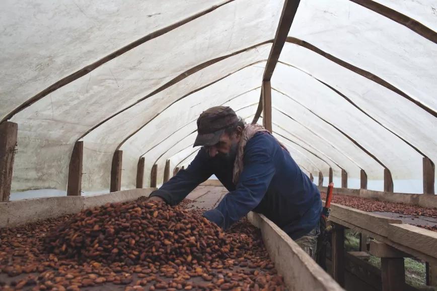Un campesino seca los frutos del cacao, uno de los cultivos con los que el gobierno trata de sustituir las plantaciones de coca