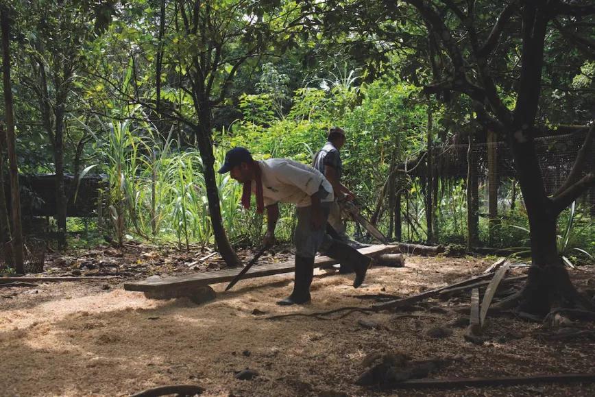 Allanando el terreno para seleccionar los frutos del cacao en la comunidad kuna de Archia, Unghia, en el Chocó