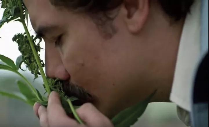 El personaje de Escobar en Narcos catando los terpenos de su querida planta