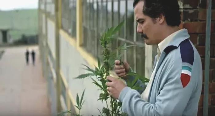 El actor Wagner Moura transformado en Escobar y mimando una planta de marihuana en el balcón de su prisión de oro