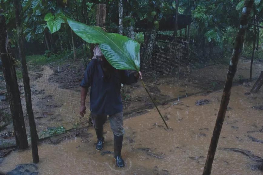 Francisco Eladio Borja Valderrama, don Pacho, se protege de la lluvia con una hoja de plátano. Esta zona de la selva virgen entre Colombia y Panamá es una de las zonas más lluviosas del mundo