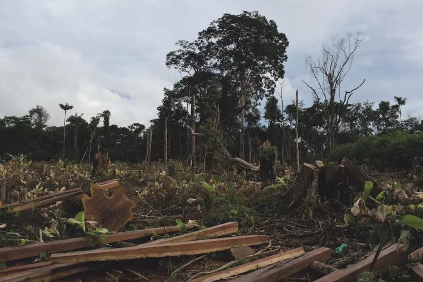 La deforestación produce madera para los mercados nacionales e internacionales y libera hectáreas de terreno para cultivo