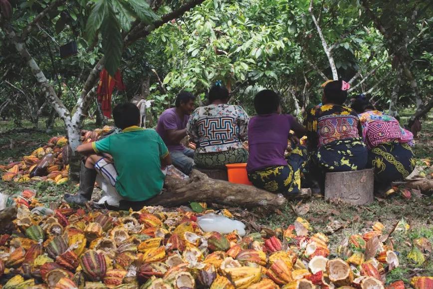 Archia, municipio de Unghia, en el Chocó colombiano, una familia de etnia kuna trabaja en la cosecha del cacao