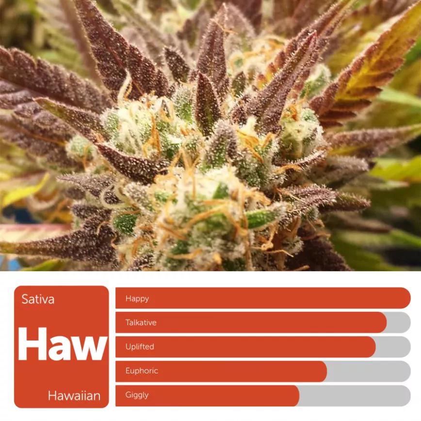 Hawaiian: Sativa. Mira las olas romper contra el espigón; túmbate en la arena bajo una sombrilla y déjate mecer por el viento. Esto es lo que te ofrece Hawaiian.