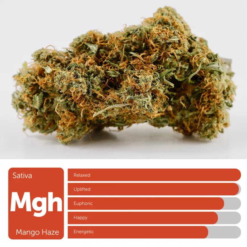 Mango Haze: Sativa. Otra experiencia única que te mandará atrás en el tiempo. A esos días que nunca volverán donde todo eran vino, rosas y porros.