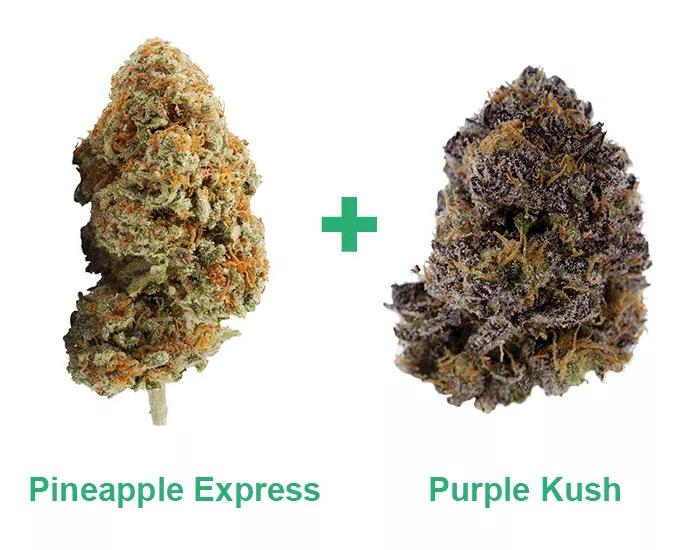 Pineapple Express + Purple Kush: Aquí va un golpe de energía que ni en el yunque en el que golpea Efesto con su martillo.