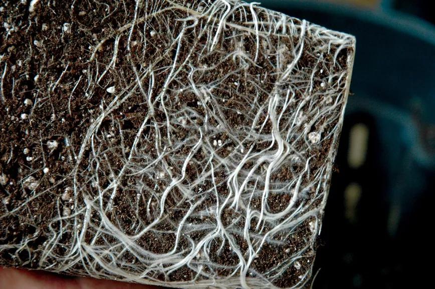Los microorganismos del suelo contribuyen a mantener sanas las raíces