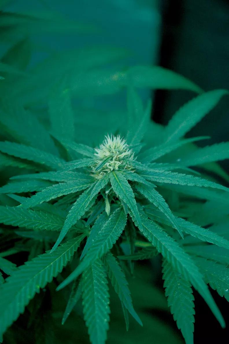 Terpenos