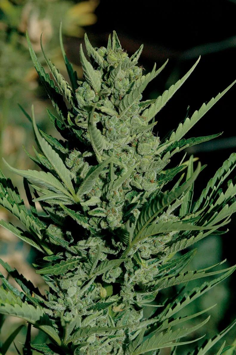 Terpenos