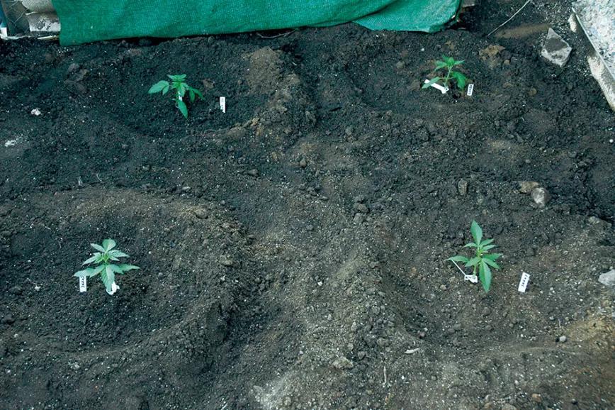 Cultivar orgánicamente en el suelo