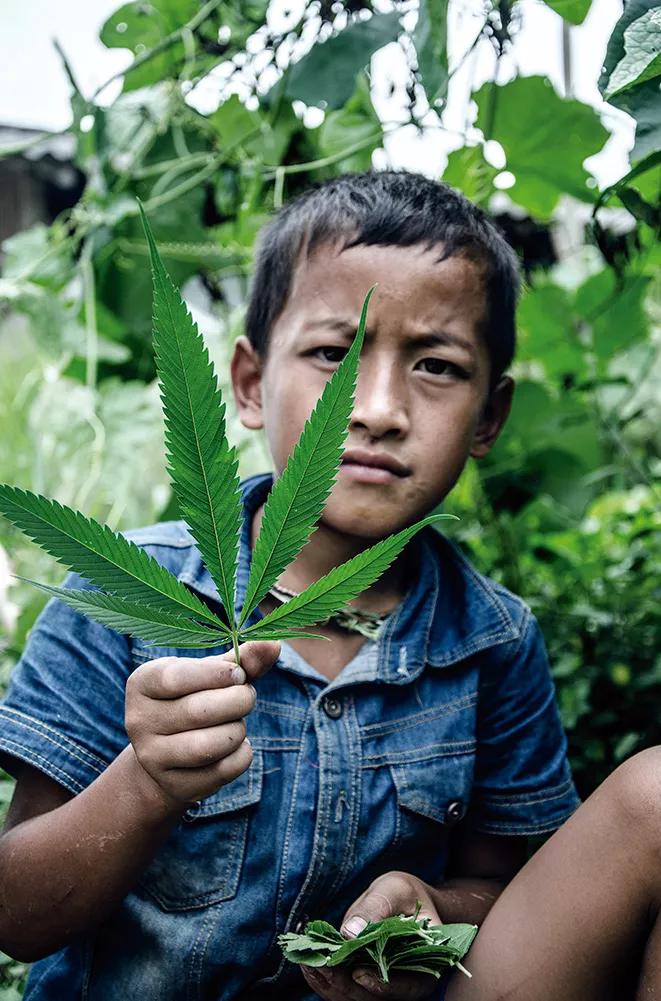 Niño hmong con una hoja de marihuana