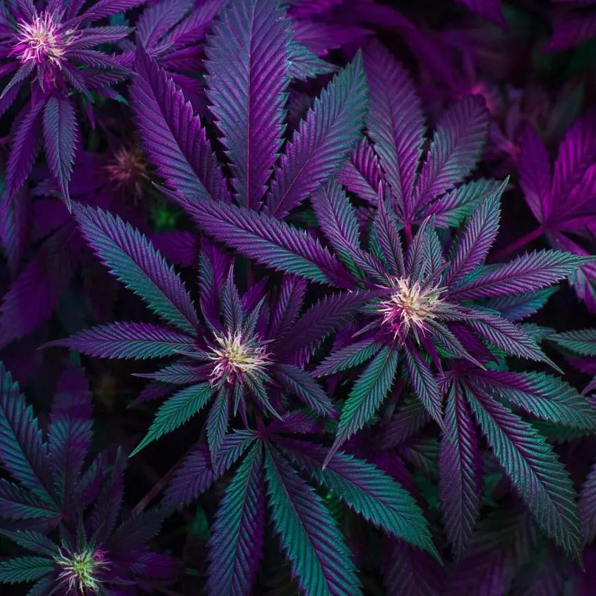 Purple Urkle by Canna Obscura
