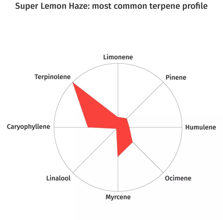 Super Lemon Haze:  Es una variedad muy común entre las plantas con terpenos citricos. Cruce de Lemon Skunk y Super Silver Haze. Esta es de las que huelen a limón, como se puede inferir de su nombre. Suele utilizarse para activar el cuerpo y la concentración.