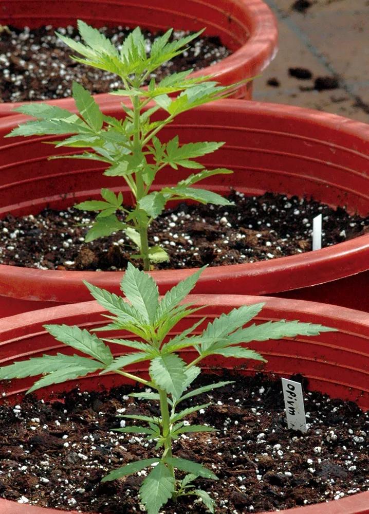 Plantas de marihuana en macetas grandes